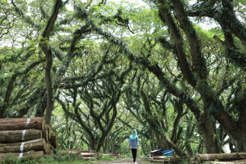 jawatan nature tree