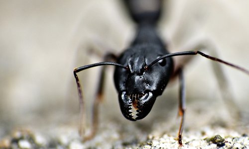jaws  black ant  insect