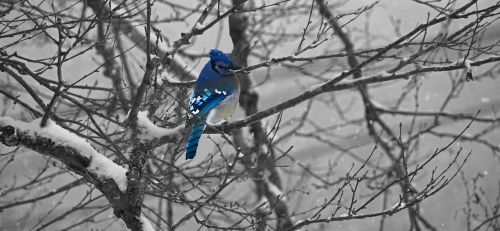 jay blue bird