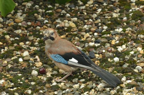 jay eurasian jay bird