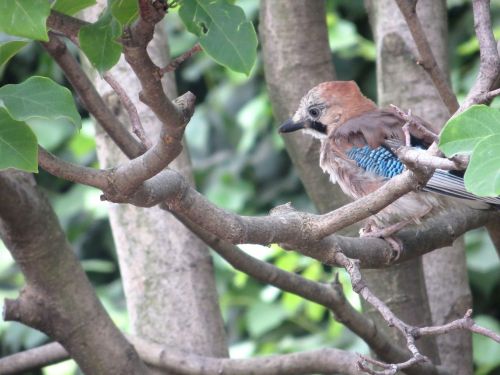 jay oak trees bird