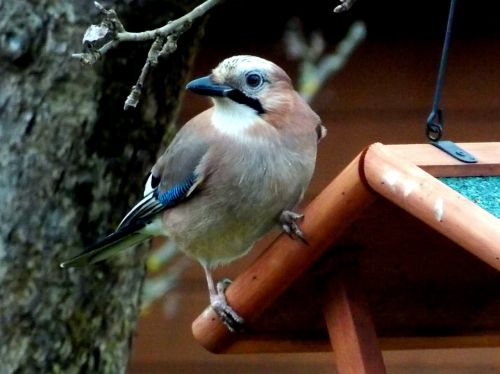 jay bird songbird