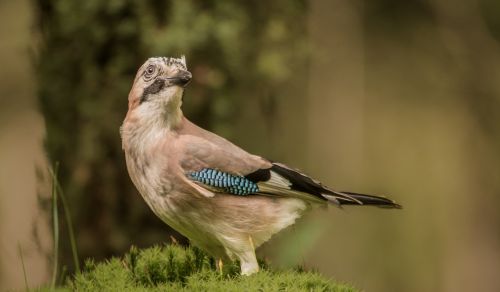 jay forest bird