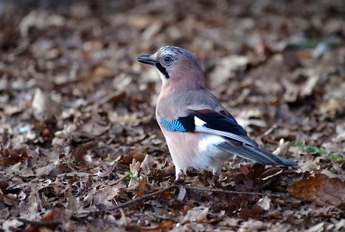 jay  forest  animal world