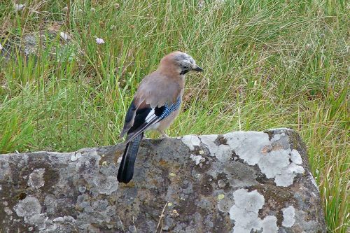 jay animals bird