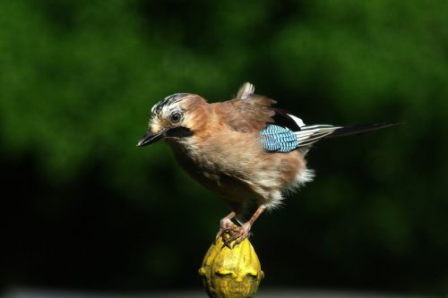 jay bird colorful