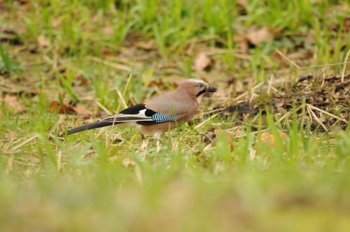 jay bird green