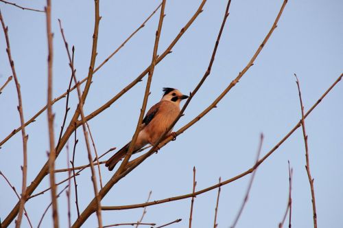 Jay Bird At Sunset