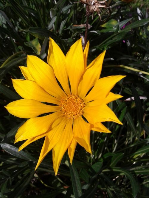 gazania flower yellow