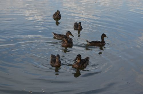 briefs birds lake