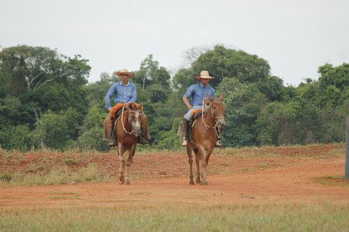 jeans  livestock  work of field