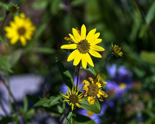jedediah smith wilderness blossoms  yellow  wildflowers