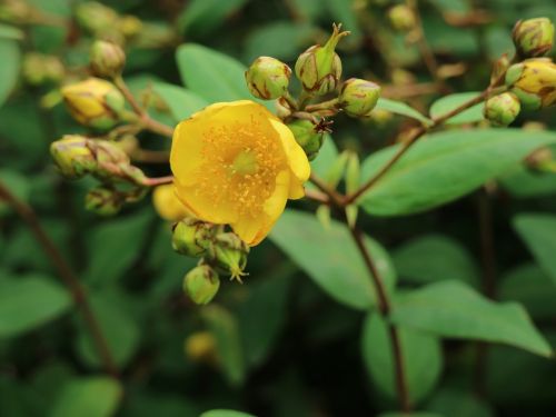 jeju yellow flower nature