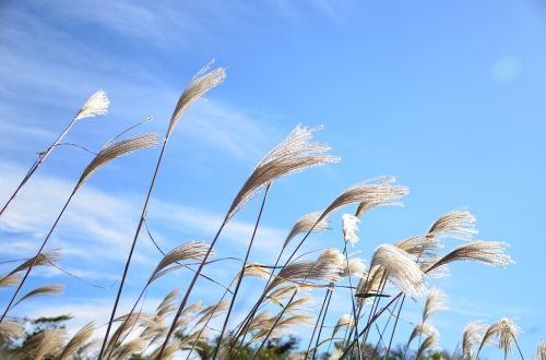 jeju ecoland reed