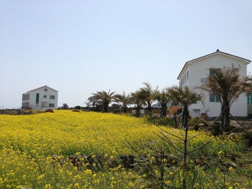 jeju island jeju rape flowers