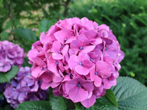 jeju island nature hydrangea