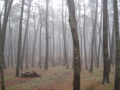 jeju island forest wood