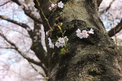jeju island cherry blossom cheju national university