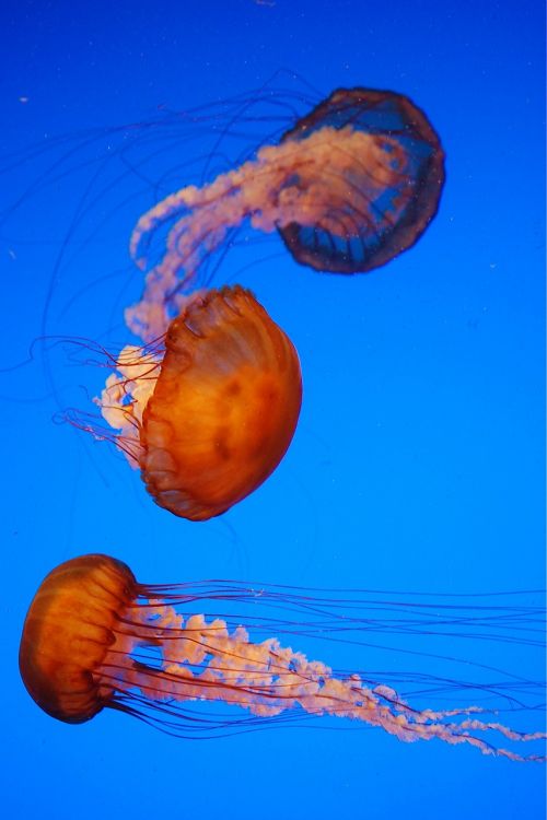jelly fish animal