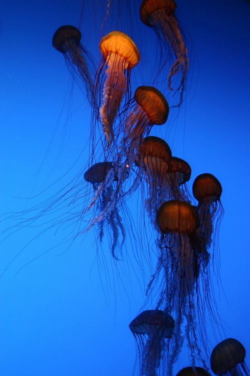 jelly fish aquarium blue