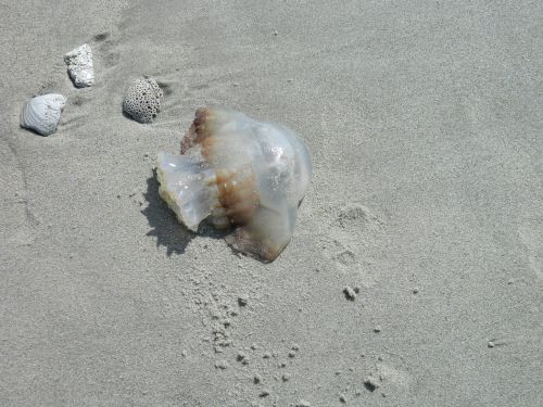 jelly fish sea shells beach