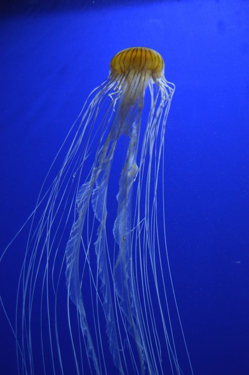 jelly fish aquarium swim