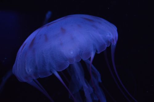 jelly fish aquarium blue