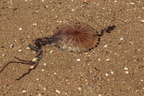 jelly fish beach summer