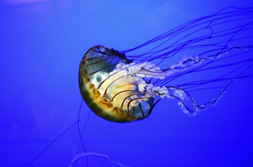 jelly fish jellyfish sea