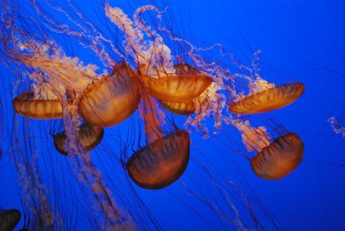 jelly fish sea life fish