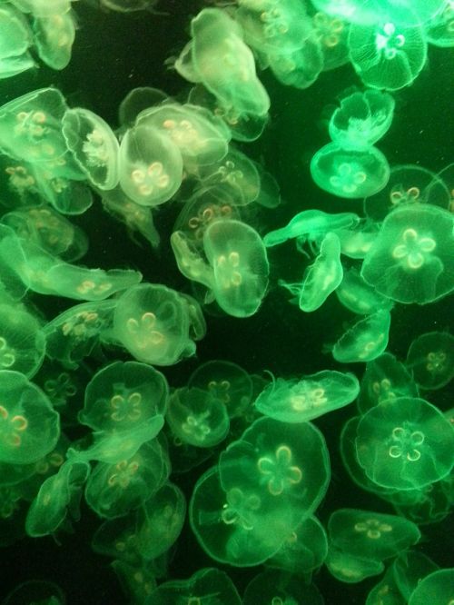 jelly fish jellyfish aquarium