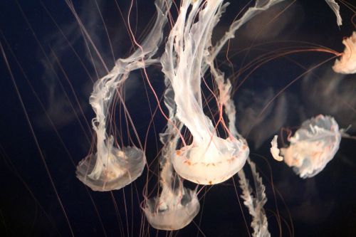 jellyfish aquarium ocean