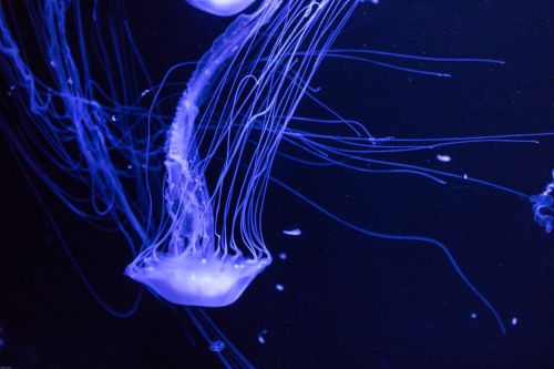 jellyfish tentacle sea