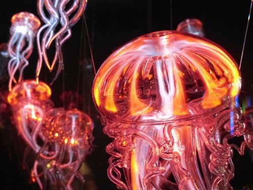 jellyfish luminous jellyfish light