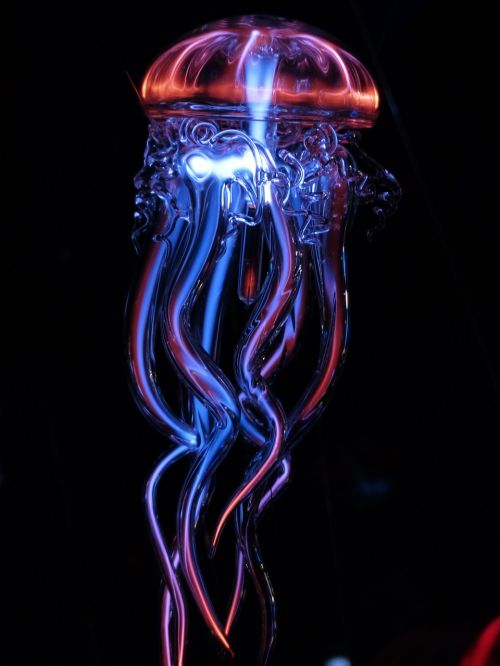 jellyfish luminous jellyfish light