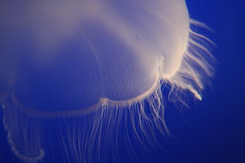 jellyfish saltwater aquatic