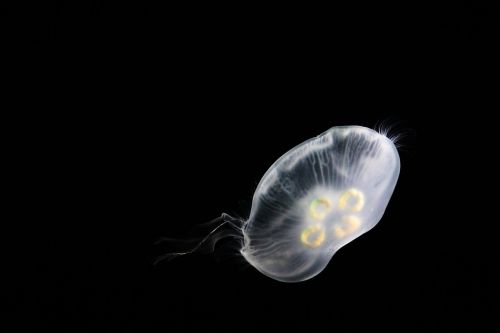 jellyfish sea life floating