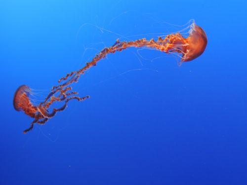 jellyfish sea blue