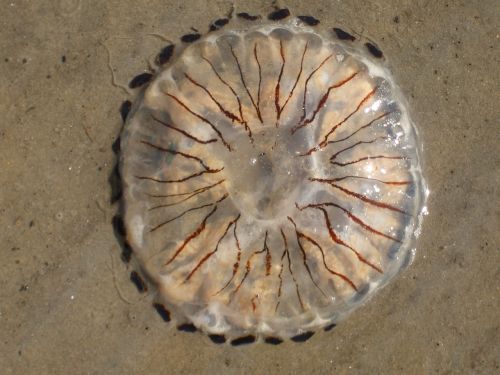 jellyfish sand sea