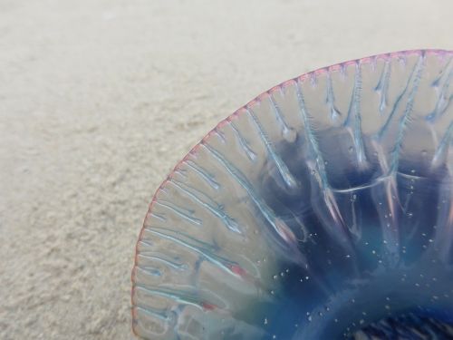 jellyfish beach sea