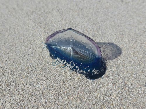 jellyfish beach sea