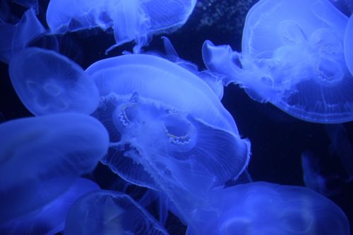 jellyfish sea water