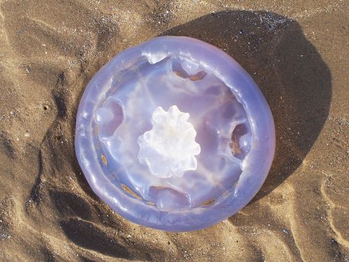 jellyfish beach large