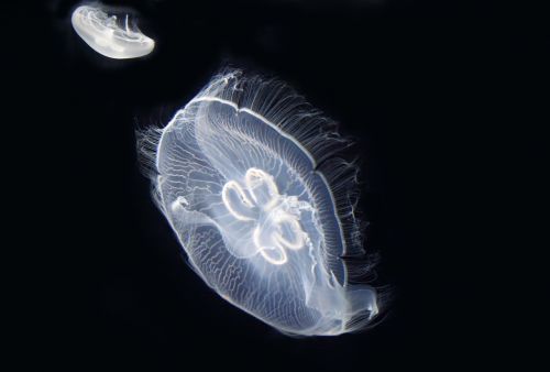 jellyfish sea cnidarians