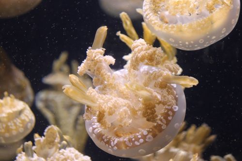 jellyfish ocean marine