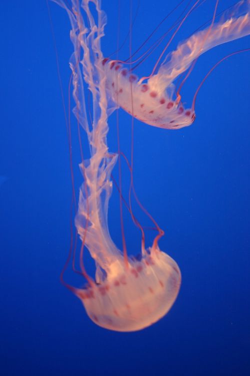 jellyfish marine life spotted
