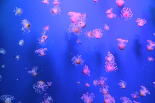 jellyfish sea aquarium