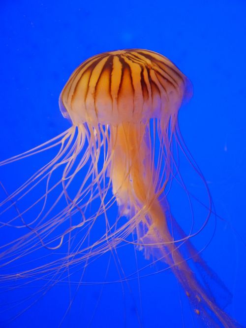 jellyfish marin water