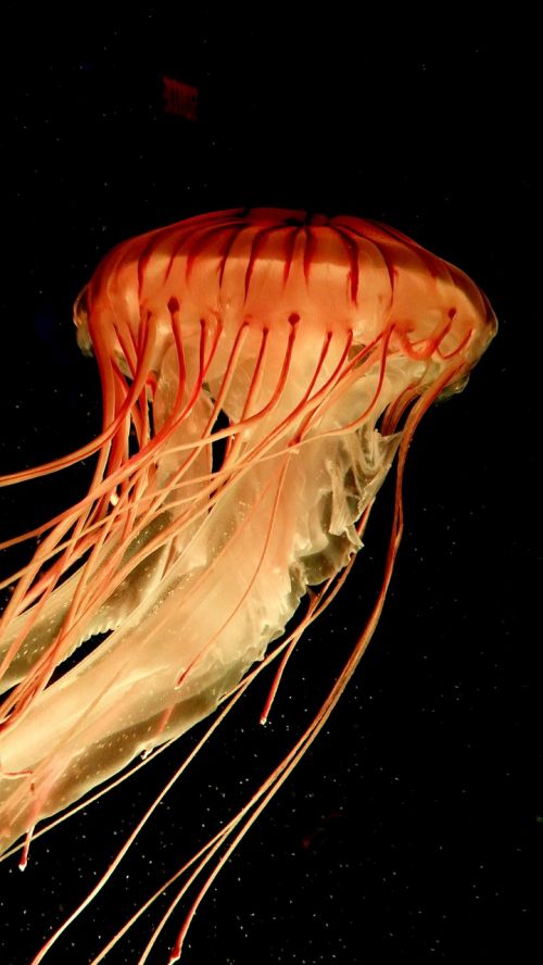jellyfish tentacles salt water