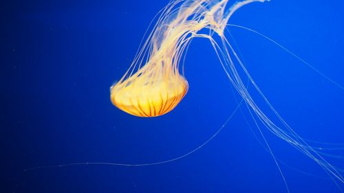 jellyfish water underwater